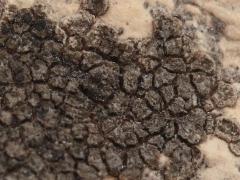 (Nigrescens Wart Lichen) on rocks (Nigrescens Wart Lichen) on rocks
