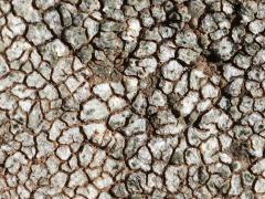 (Mountain Lichen) on rocks (Mountain Lichen) on rocks