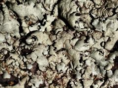 (Xanthoparm Rock Shield Lichen) on rocks (Xanthoparm Rock Shield Lichen) on rocks