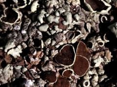 (Cumberland Rock Shield Lichen) on rocks (Cumberland Rock Shield Lichen) on rocks