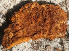 (Mustard Yellow Polypore) underside (Mustard Yellow Polypore) underside