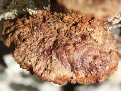 (Mustard Yellow Polypore) upperside (Mustard Yellow Polypore) upperside