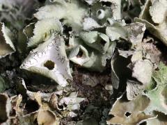(Perforated Ruffle Lichen) on log (Perforated Ruffle Lichen) on log