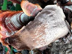 (False Turkeytail) underside (False Turkeytail) underside