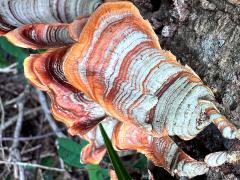 (False Turkeytail) upperside (False Turkeytail) upperside