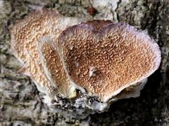 (Violet-toothed Polypore) underside (Violet-toothed Polypore) underside