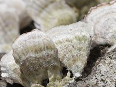 (Violet-toothed Polypore) upperside (Violet-toothed Polypore) upperside