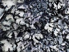 (Parmelioideae Shield Lichen) on rocks (Parmelioideae Shield Lichen) on rocks