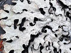 (Parmelioideae Shield Lichen) thallus (Parmelioideae Shield Lichen) thallus