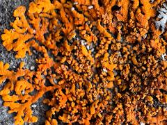 (Rusavskia Sunburst Lichen) on rocks (Rusavskia Sunburst Lichen) on rocks