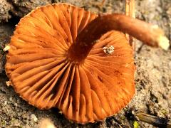 (Torn Fibrecap) underside (Torn Fibrecap) underside