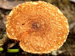(Torn Fibrecap) upperside (Torn Fibrecap) upperside