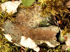 (Peltigera Pelt Lichen) cephalodia (Peltigera Pelt Lichen) cephalodia