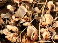 (Peltigera Pelt Lichen) colony (Peltigera Pelt Lichen) colony