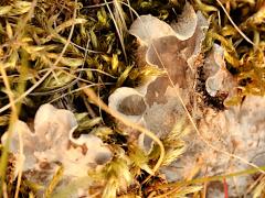 (Peltigera Pelt Lichen) topside (Peltigera Pelt Lichen) topside