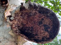 (Birch Polypore) underside on Alaska Paper Birch (Birch Polypore) underside on Alaska Paper Birch