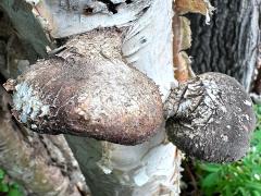 (Birch Polypore) upperside on Alaska Paper Birch (Birch Polypore) upperside on Alaska Paper Birch