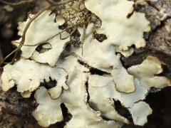 (Parmelioideae Shield Lichen) on log (Parmelioideae Shield Lichen) on log