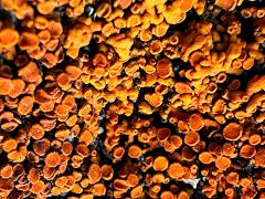(Rusavskia Sunburst Lichen) on rocks (Rusavskia Sunburst Lichen) on rocks