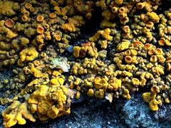 (Sugared Sunburst Lichen) on rocks (Sugared Sunburst Lichen) on rocks