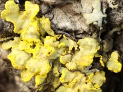 (Vulpicida Sunshine Lichen) on log (Vulpicida Sunshine Lichen) on log