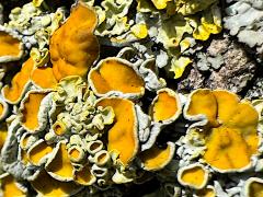 (Common Sunburst Lichen) on Black Poplar (Common Sunburst Lichen) on Black Poplar