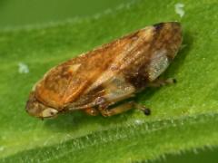 (Meadow Spittlebug) dorsal (Meadow Spittlebug) dorsal