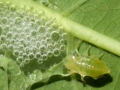 (Meadow Spittlebug) nymph bubble on Hemp Dogbane (Meadow Spittlebug) nymph bubble on Hemp Dogbane