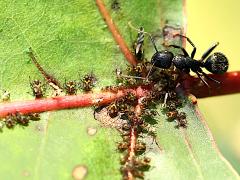 (Black Carpenter Ant) Poplar Aphid on Cottonwood (Black Carpenter Ant) Poplar Aphid on Cottonwood