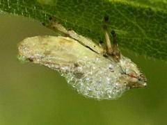 (Meadow Spittlebug) spittle (Meadow Spittlebug) spittle