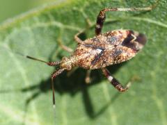 (Clouded Plant Bug) dorsal (Clouded Plant Bug) dorsal