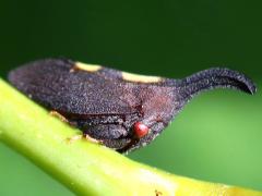(Two-marked Treehopper) lateral (Two-marked Treehopper) lateral
