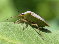 (Euschistus Stink Bug) lateral (Euschistus Stink Bug) lateral