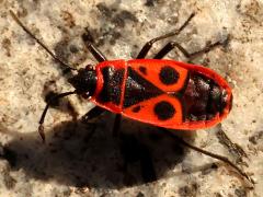 (European Firebug) back (European Firebug) back