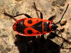(European Firebug) dorsal (European Firebug) dorsal