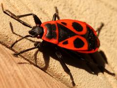 (European Firebug) profile (European Firebug) profile