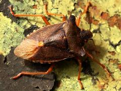 (Forest Bug) back (Forest Bug) back