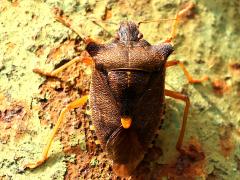 (Forest Bug) dorsal (Forest Bug) dorsal