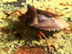 (Forest Bug) profile (Forest Bug) profile