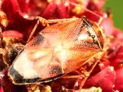 (Agnocoris Plant Bug) dorsal (Agnocoris Plant Bug) dorsal