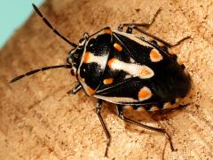 (Bagrada Bug) dorsal (Bagrada Bug) dorsal