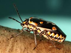(Bagrada Bug) profile (Bagrada Bug) profile