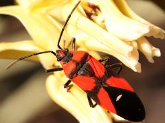 (Blood-colored Milkweed Bug) dorsal on Rush Milkweed (Blood-colored Milkweed Bug) dorsal on Rush Milkweed