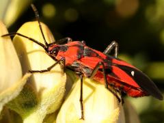 (Blood-colored Milkweed Bug) lateral on Rush Milkweed (Blood-colored Milkweed Bug) lateral on Rush Milkweed