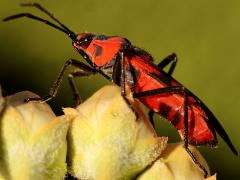 (Blood-colored Milkweed Bug) profile on Rush Milkweed (Blood-colored Milkweed Bug) profile on Rush Milkweed