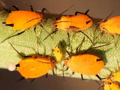 (Oleander Aphid) on Rush Milkweed (Oleander Aphid) on Rush Milkweed