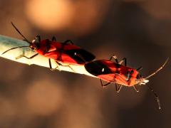 (Blood-colored Milkweed Bug) mating dorsal (Blood-colored Milkweed Bug) mating dorsal