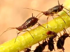 (Uroleucon Large Daisy Aphid) profile on Brittlebush (Uroleucon Large Daisy Aphid) profile on Brittlebush