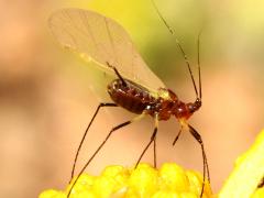 (Uroleucon Large Daisy Aphid) winged lateral on Brittlebush (Uroleucon Large Daisy Aphid) winged lateral on Brittlebush