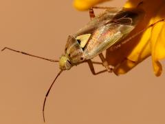 (Lygus Plant Bug) profile (Lygus Plant Bug) profile
